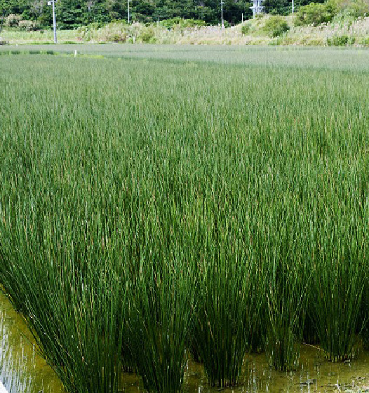 写真：熊本県産のいぐさ